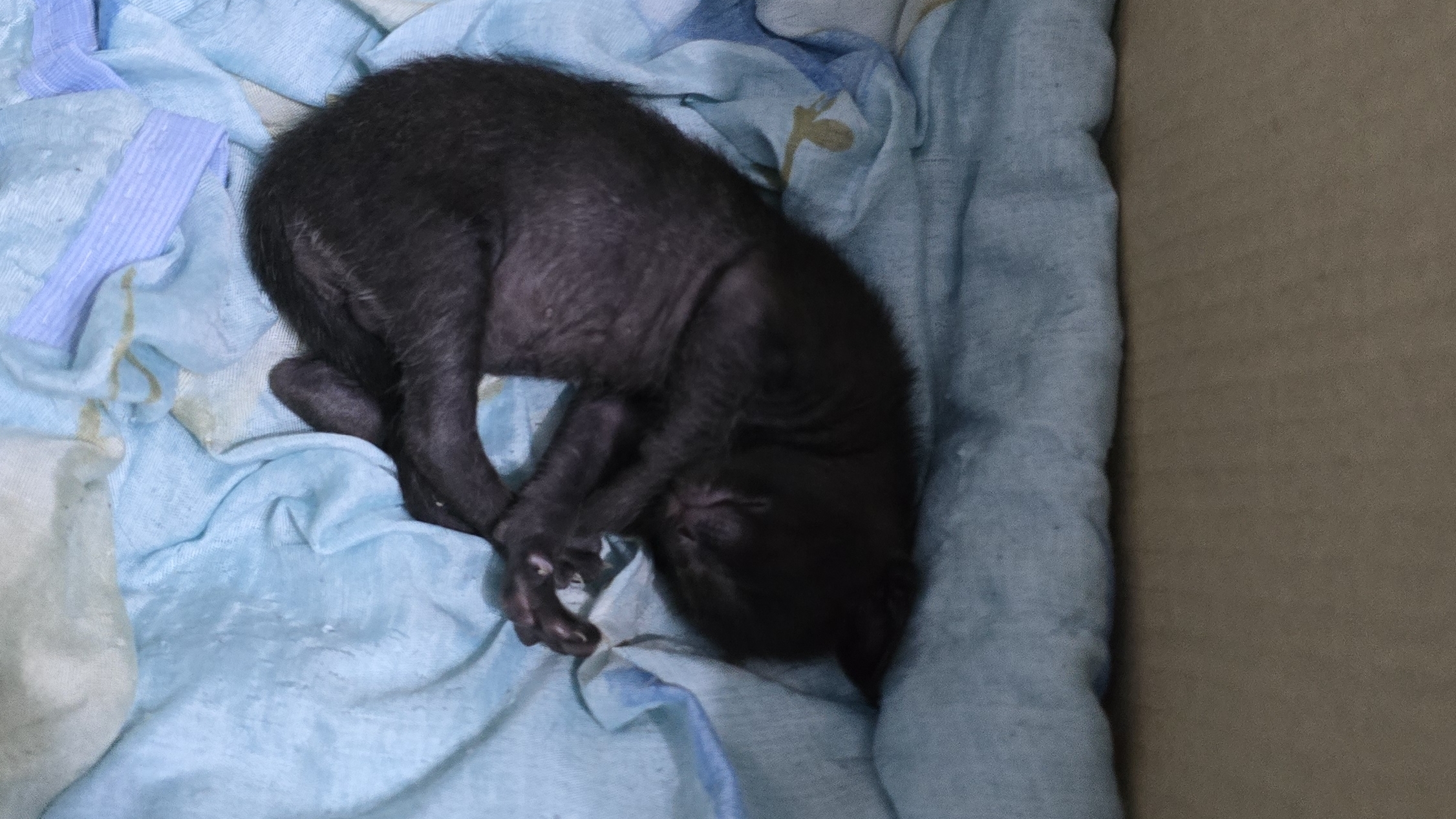 малыш подрастает. 12 дней жизни. Ориентальная порода . Кошки наше всё! Большой нос - весь в папу).