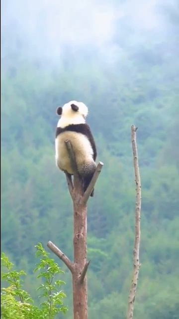 Bf124d2762be3a204bb5d96b5b0c25c1_399826_1745172926.mp4