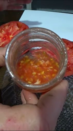 Ферментировать семена томатов хорошо, когда семян много