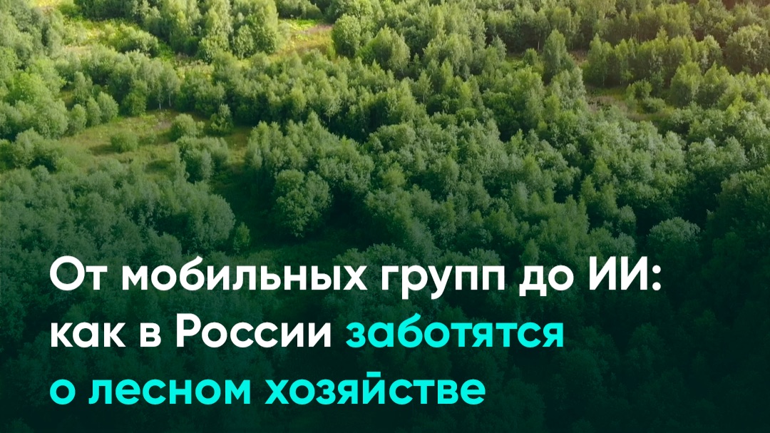 От мобильных групп до ИИ: как в России заботятся о лесном хозяйстве