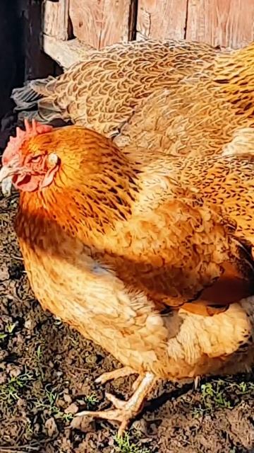 21. 04. 26 #моёподворье 🐓🐓