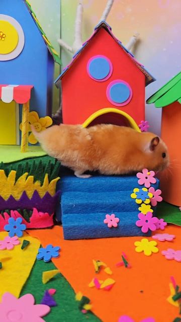 Хомяк вышел погулять