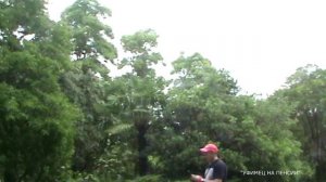 Мы идем гулять в Сочинский дендрарий