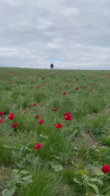 Прогулка в Долине Тюльпанов