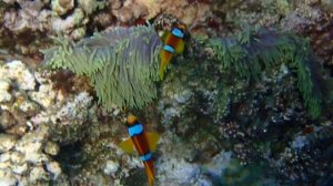 Симбиоз рыбы клоуна и  анемона.Рифы из Шамса в Горгонию.12-04-26