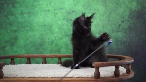 Korol 3 месяца