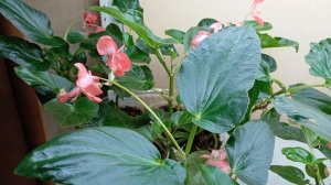 Бегония гибридная Крыло Дракона (Dragon Wing)