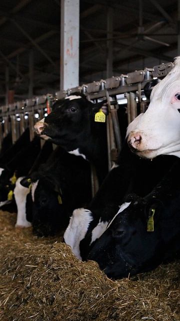 💸 Одна генетически слабая корова = минус 2000$ за жизнь