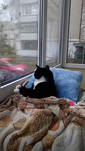 Минуты покоя: котик, дождь, уют и подоконик❤️🔥#дождь #котики #кошки #милыеживотные #кот