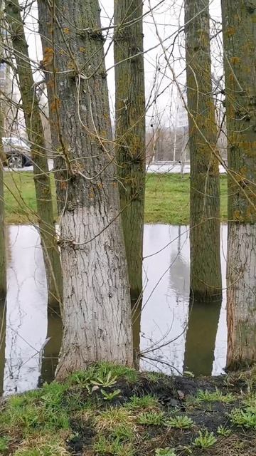 деревья без макушки