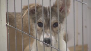 Сенаторы предложили увеличить штраф за выброшенное животное в 10 раз