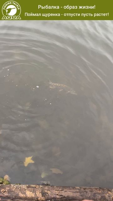 Поймал щурёнка — и отпустил: план на будущее! Инвестиция в будущий улов! 🎣🦈