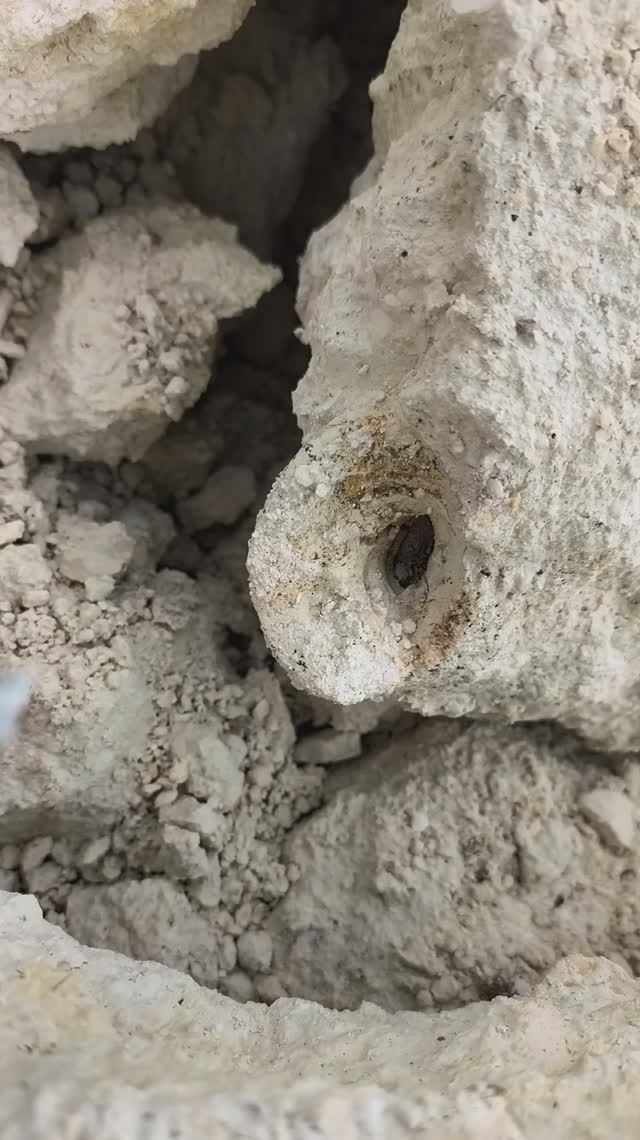 Campanile Giganteum 2026 04 19 4 странные мысли