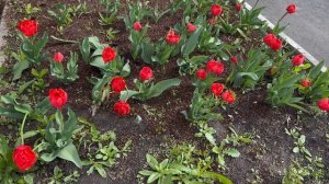 Тюльпаны. Весна.