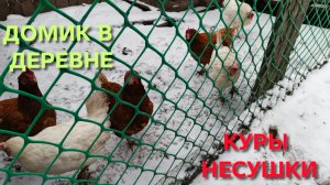 На пятый день эксперимента куры занеслись Надеюсь это не совпадение