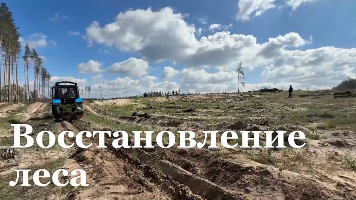 В Новоайдарском районе высадили тысячи молодых деревьев