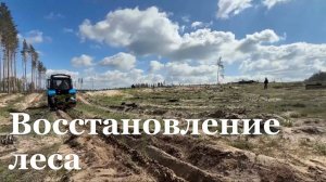 В Новоайдарском районе высадили тысячи молодых деревьев