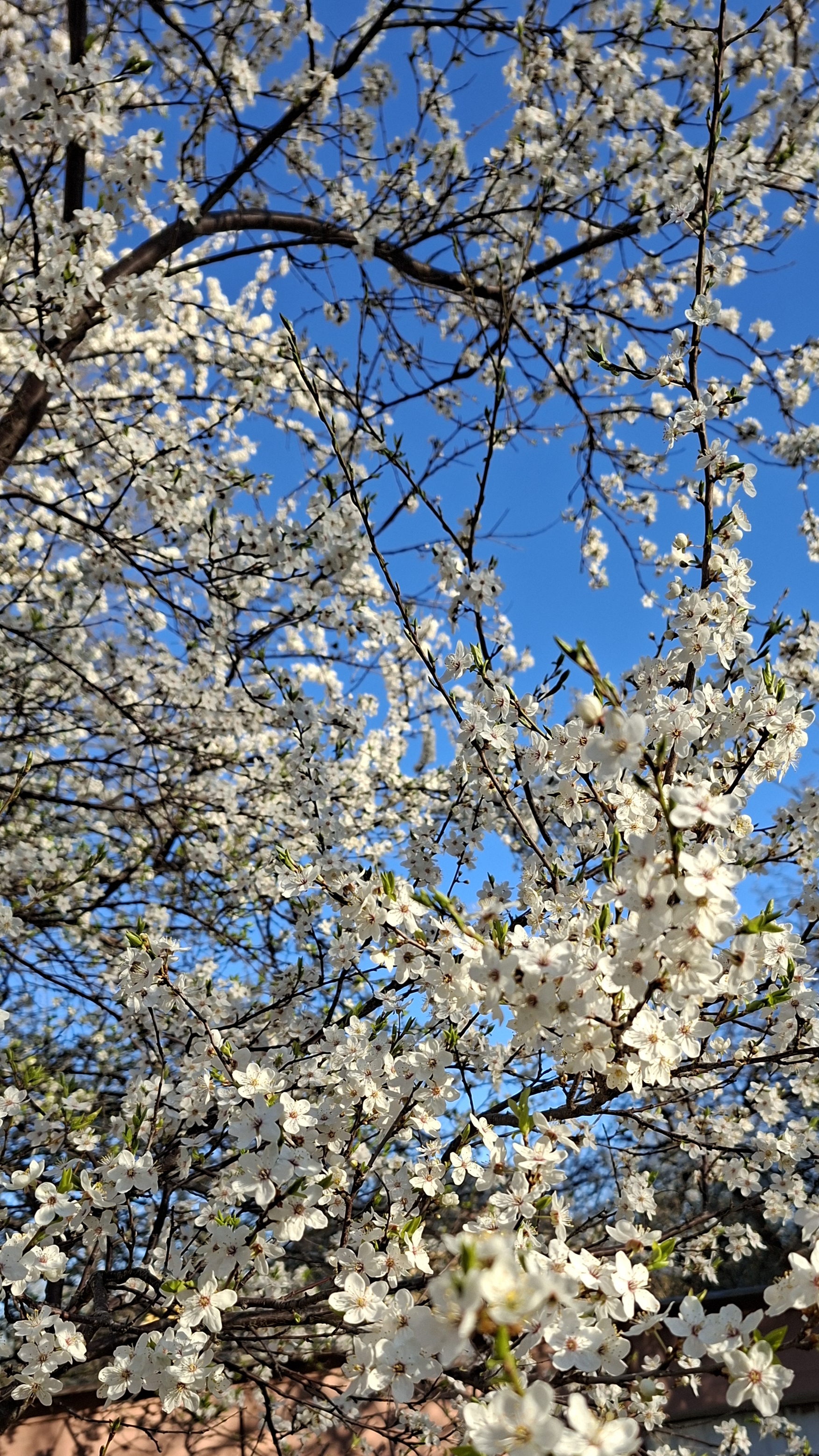 Дурманом сладким веяло🤍 Когда цвели сады🤗 #shorts