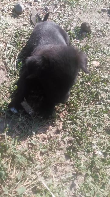 Щенок что то грызёт 2024.10.11