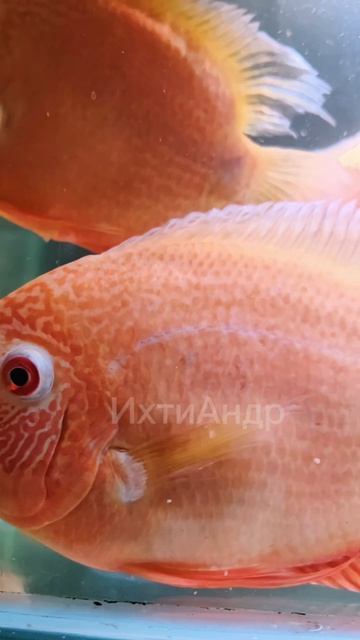 Северум красный жемчуг