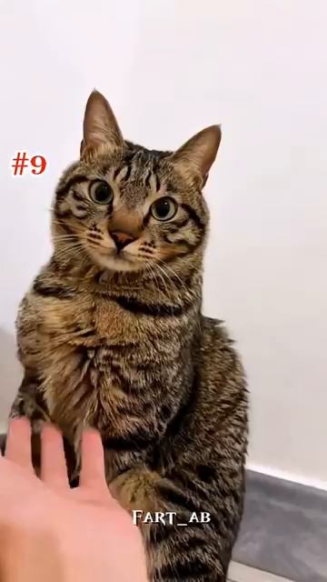 Топ-13 реакций кошек на...