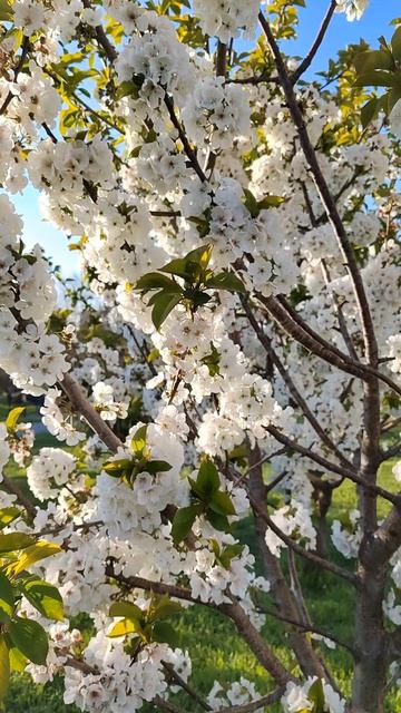 Сама нежность. Сквер сакуры. Анапа, 20 апреля