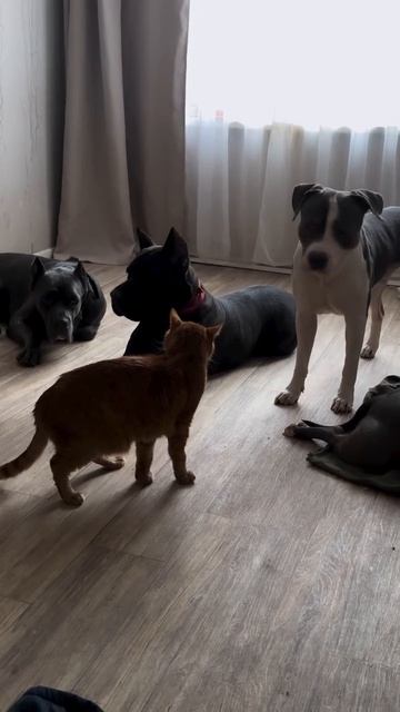 Смотрите у меня, собаки!