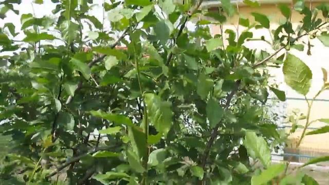 Когда начинать летнюю обрезку плодовых. #ВиталийОрех #Виталий7соток