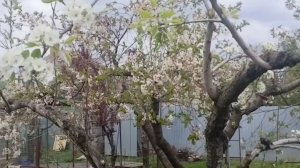 Осмотр пчел 21 апреля 2026.