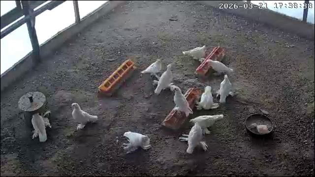 Апрель 2026 Белые