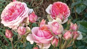 Прекрасная спрей роза Тереза (Teresa)