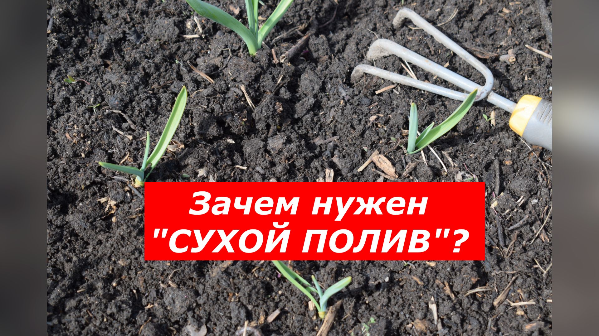 Зачем рыхлить чеснок после полива? 4 важные причины.