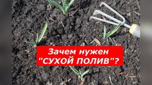Зачем рыхлить чеснок после полива? 4 важные причины.