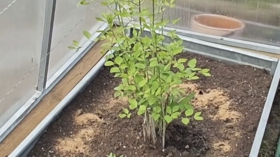 21-04-2026.Дача..Клематис в теплице все больше🫣Гладиолусы приехали .(18.04.-19.04)