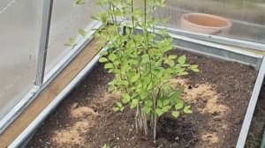 21-04-2026.Дача..Клематис в теплице все больше🫣Гладиолусы приехали .(18.04.-19.04)