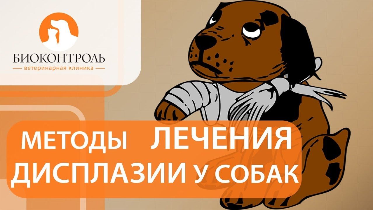 Дисплазия у собак. @ Диагностика и способы лечения дисплазии у собак. Биоконтроль.