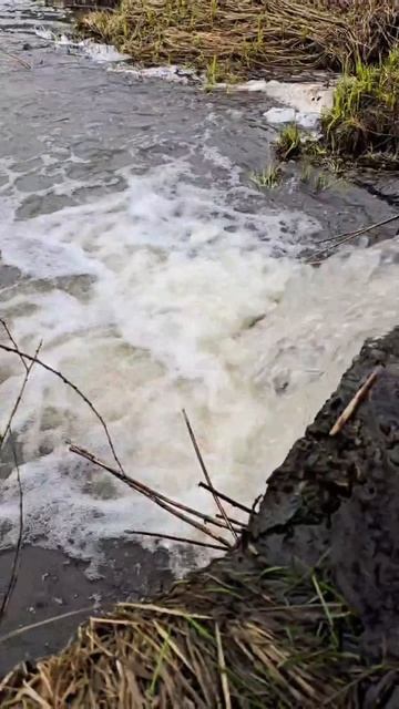 рыба бореться со стихией