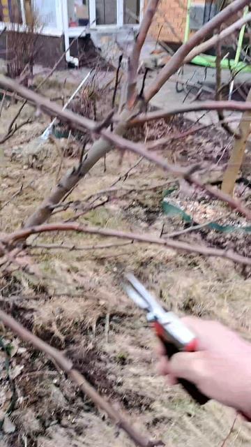 Обрезка яблони