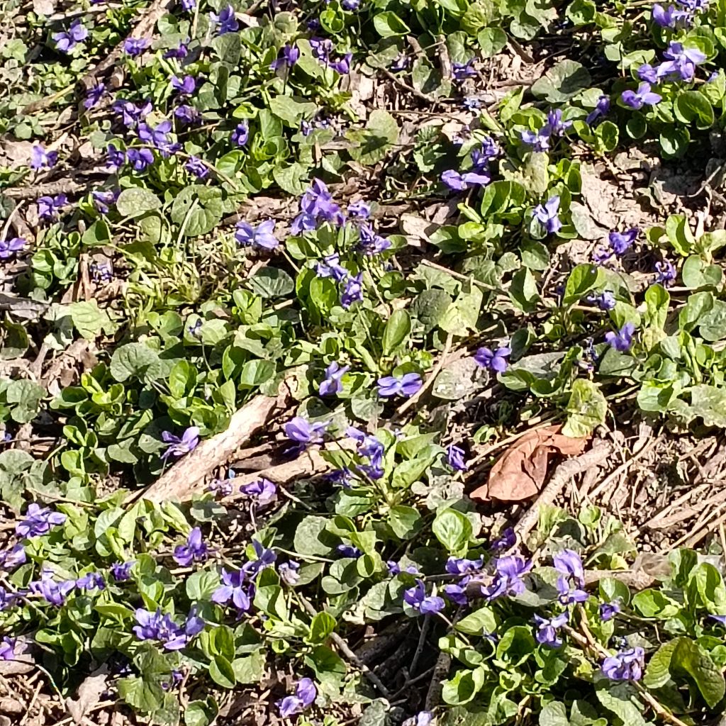 наконец  она долгожданная весна
