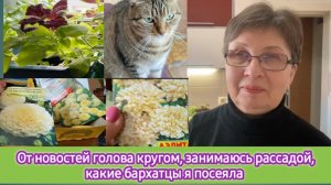 От новостей голова кругом, занимаюсь рассадой, какие бархатцы я посеяла