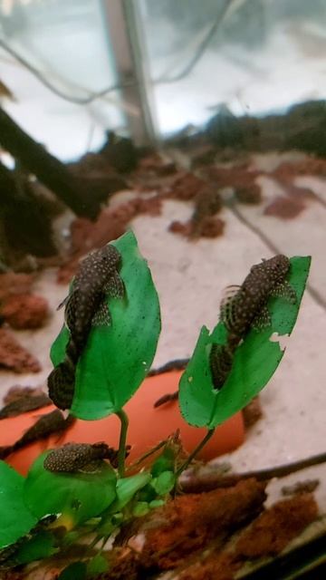 Лежат) Загарают))