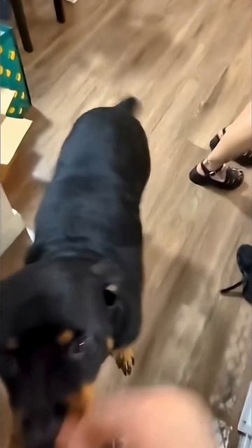 Девушки и их собаки