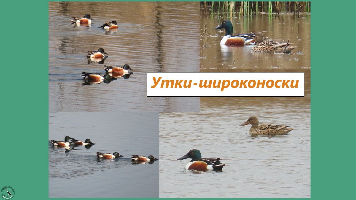 Утки-широконоски. Брачный сезон: уточка дразнит селезня