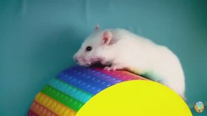 Хомячок убегает из ловушки голодных акул в водном лабиринте! часть 4