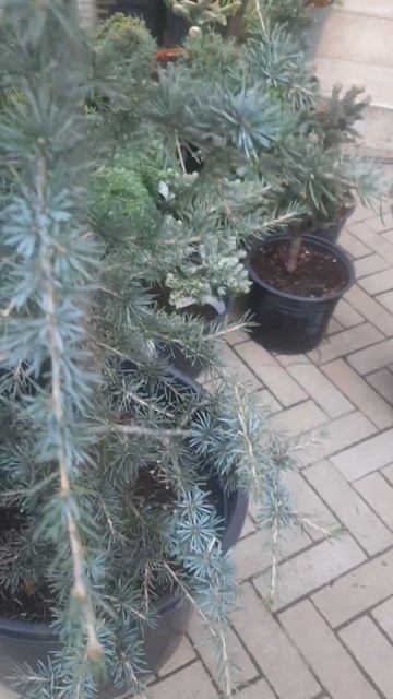 ❤🌲Кедр гималайский Карл Фукс
✔Продажа растений в макс и телеграм канале: Https://t.me/love_is_hvoiny