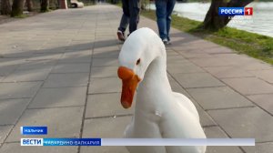 Неожиданная встреча: в Атажукинском парке появились два дружелюбных гуся