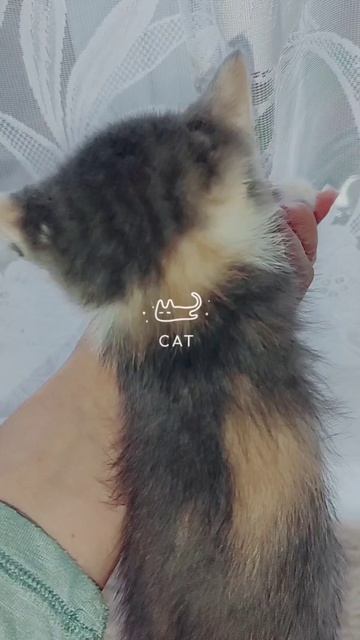 Носики курносики 😍 ищут добрые и любящие семьи🙏  Беременную кошку спасли от стаи злых собак, т.к.