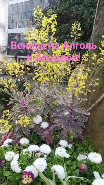 Астропрогноз