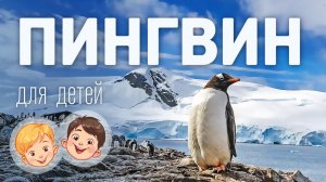 Пингвин. Видео про животных для детей 3+