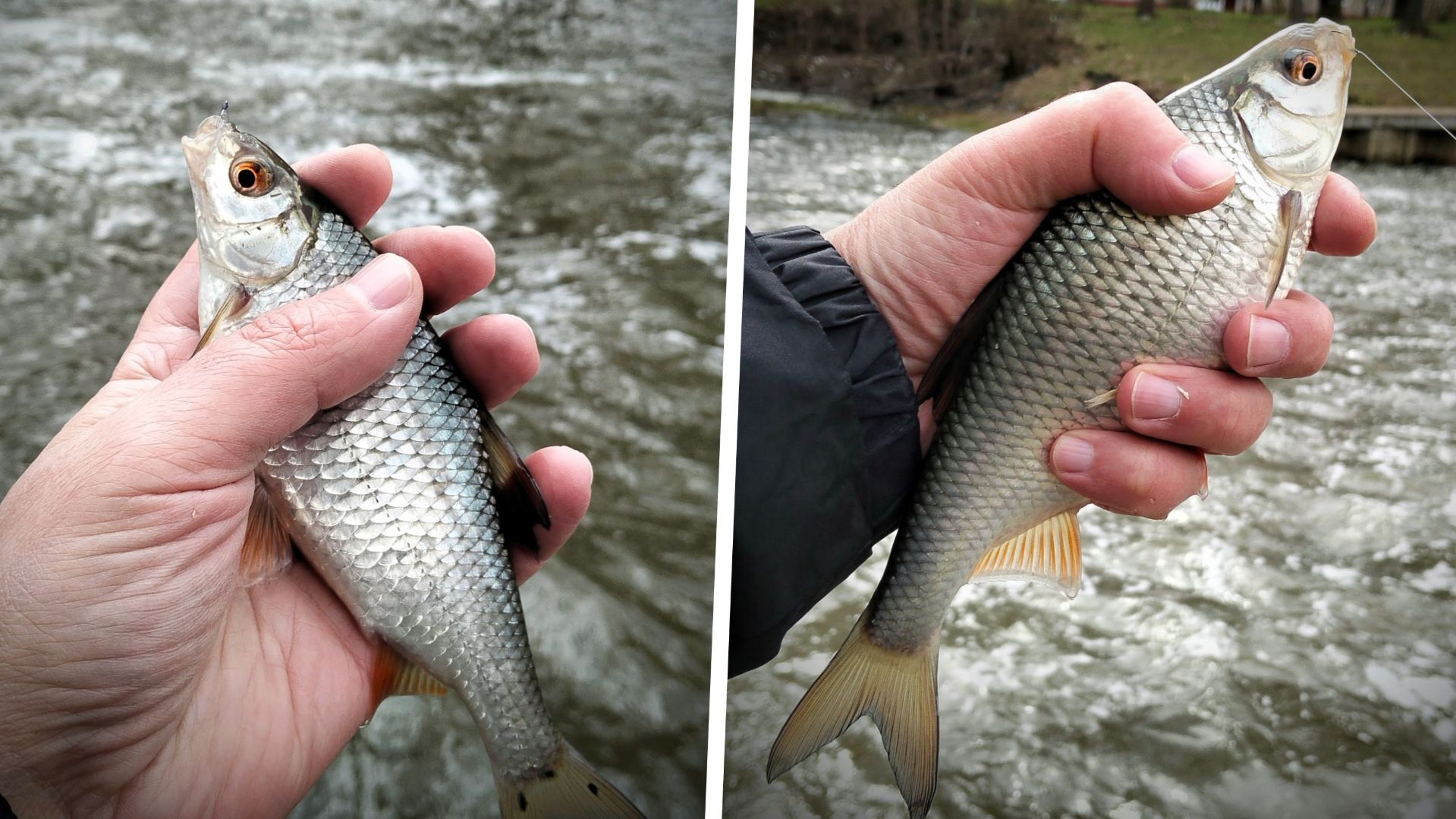 Поплавок 2026, открылся по плотве!